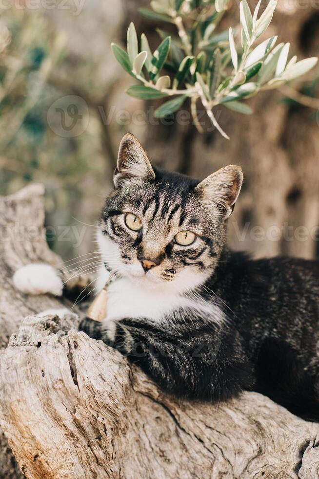 Close up cute tabby grey cat lying on a branch of old olive tree, Montenegro. photo
