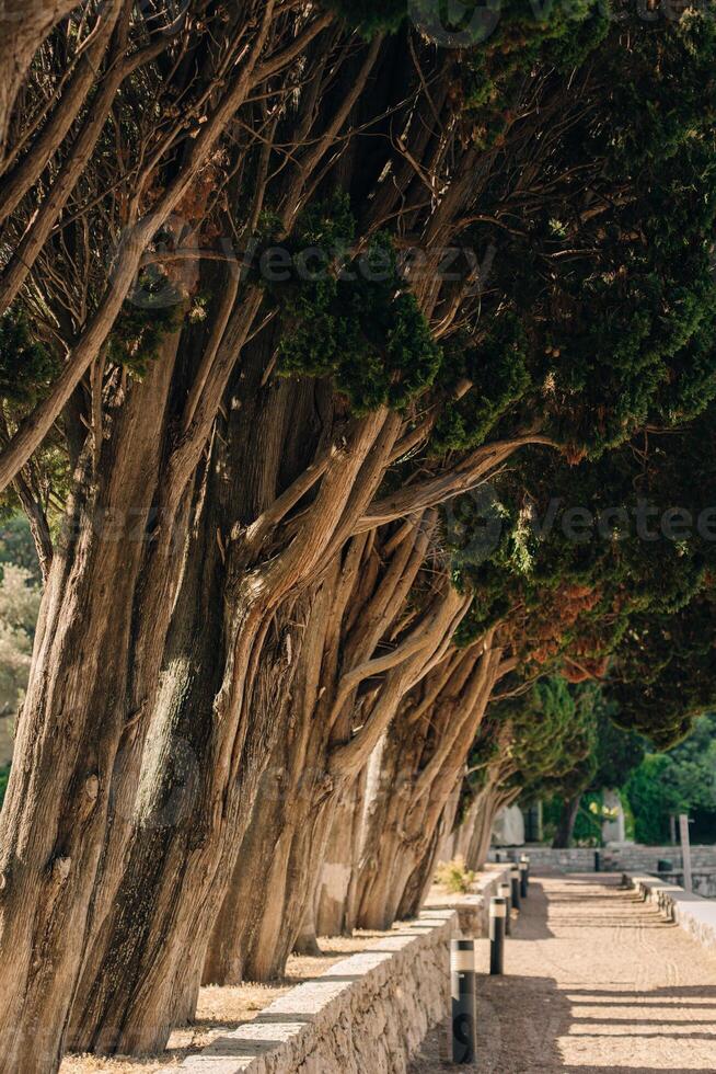 Amazing green Cypress trees in a old park near St. Stefan, Budva Montenegro. photo