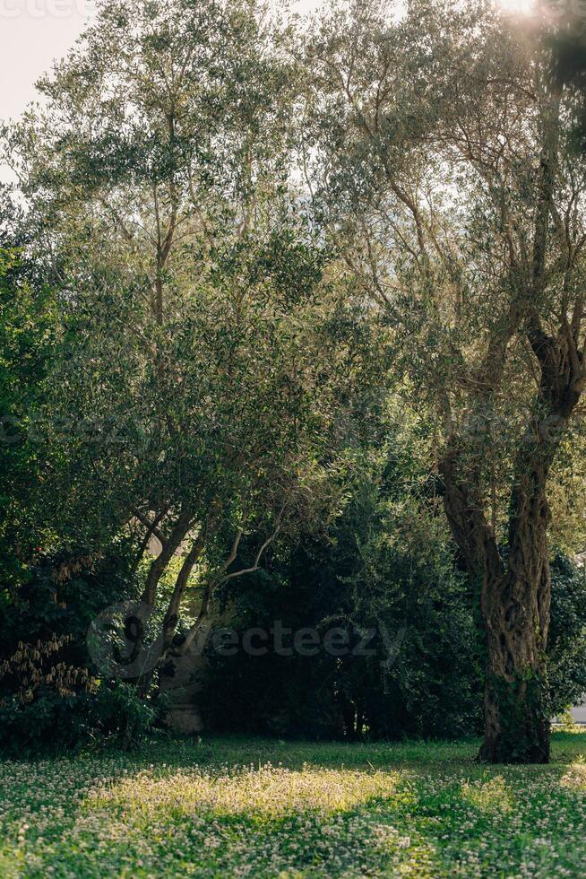 Beautiful old olive trees in a old park near St. Stefan, Montenegro. photo