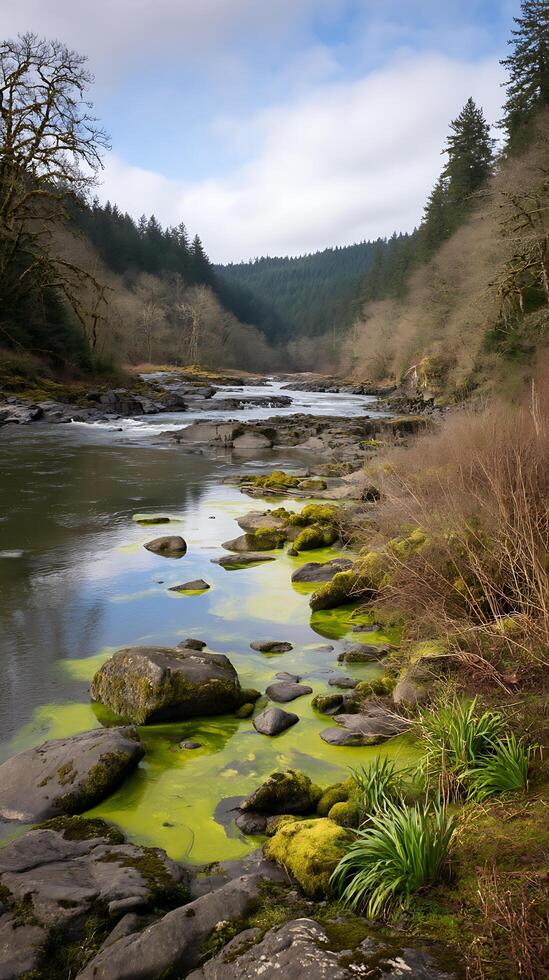Serene River Landscape Mossy Rocks and Calm Water in a Forest Setting. photo