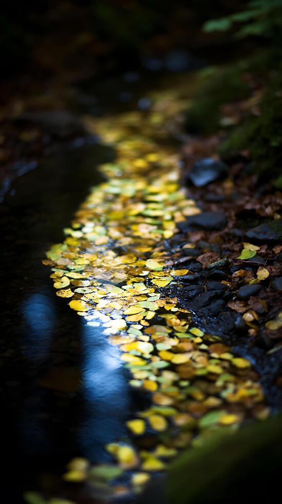 Autumn Leaves Floating on a Stream A Close Up View of Nature's Beauty. photo