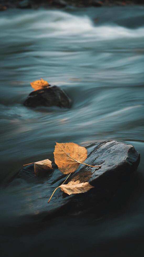 Autumn Leaves Resting on Smooth River Rocks. A serene autumn scene featuring fall foliage gently resting on dark stones in a slow moving river. photo