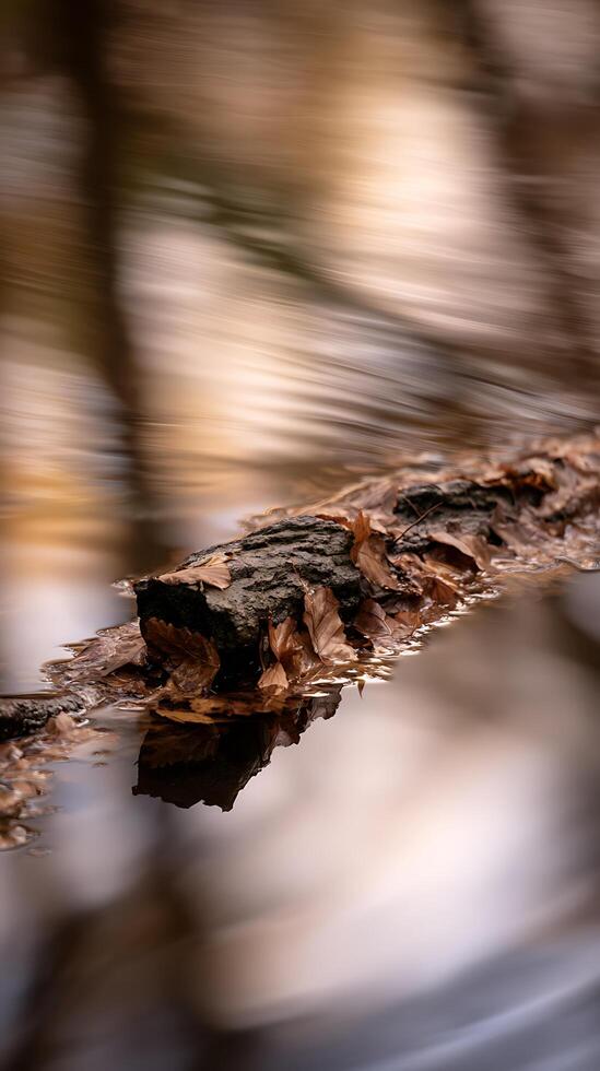 Serene Autumn Stream Log and Leaves Reflecting in Calm Water. photo