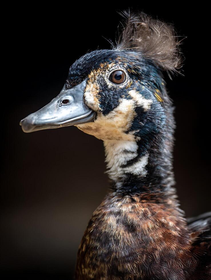 Close Up Portrait of a Crested Duck. A detailed image showcasing the unique plumage and features of this striking bird. photo
