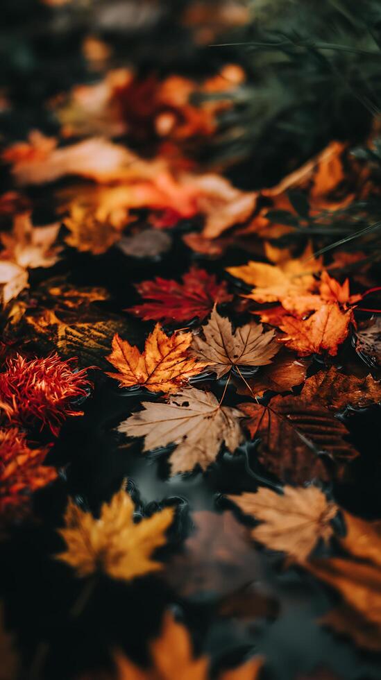 Autumn Leaves Floating on Water A Close Up of Nature's Fall Colors. photo