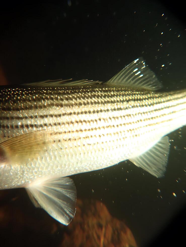 Close up of a Striped Bass in Dark Water, Showing Scales and Fins. photo