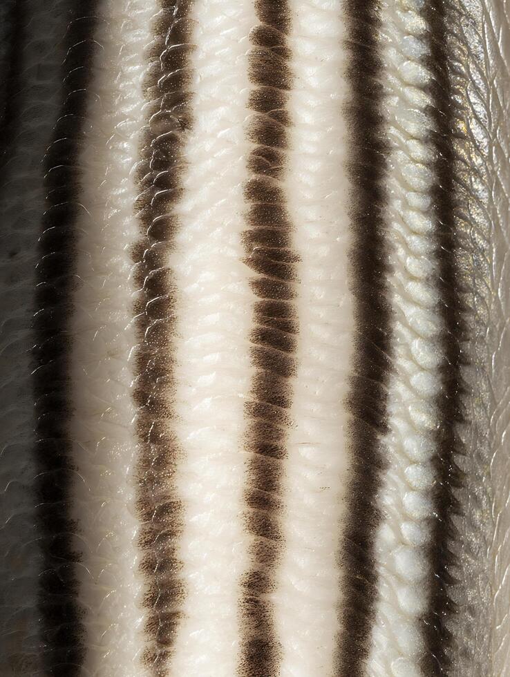 Close Up of Fish Scales Showing Detailed Texture and Pattern. photo