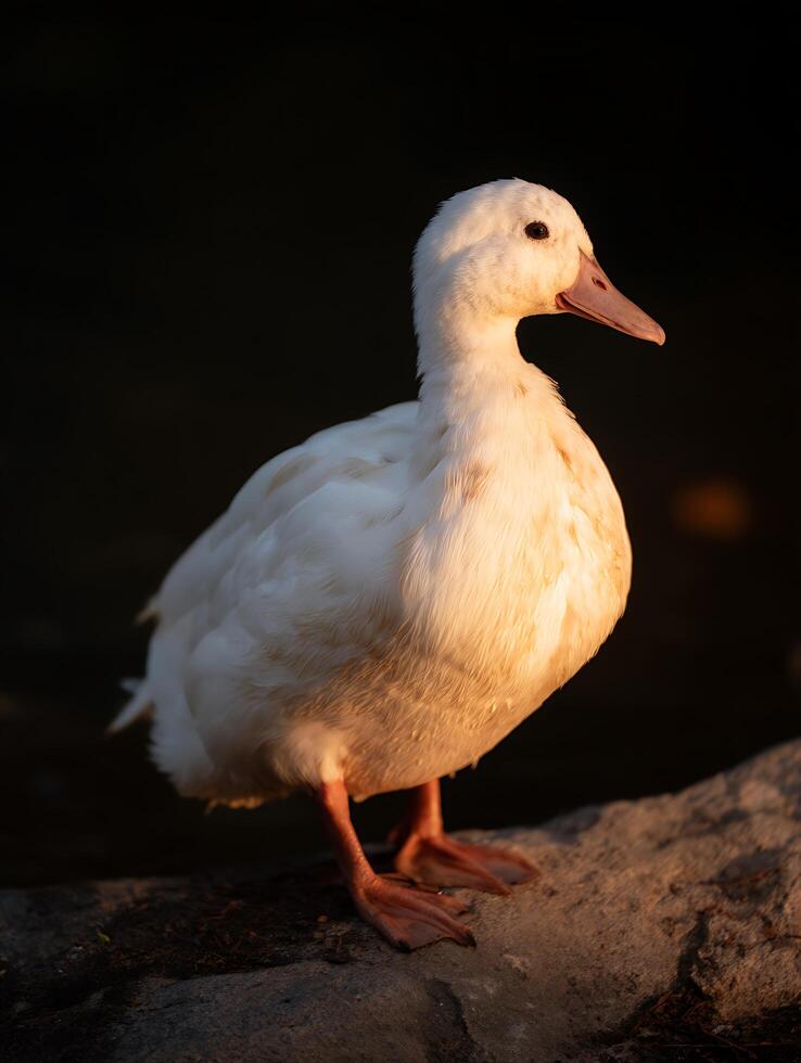 White Duck at Sunset A Close Up Portrait of a Domestic Duck. photo