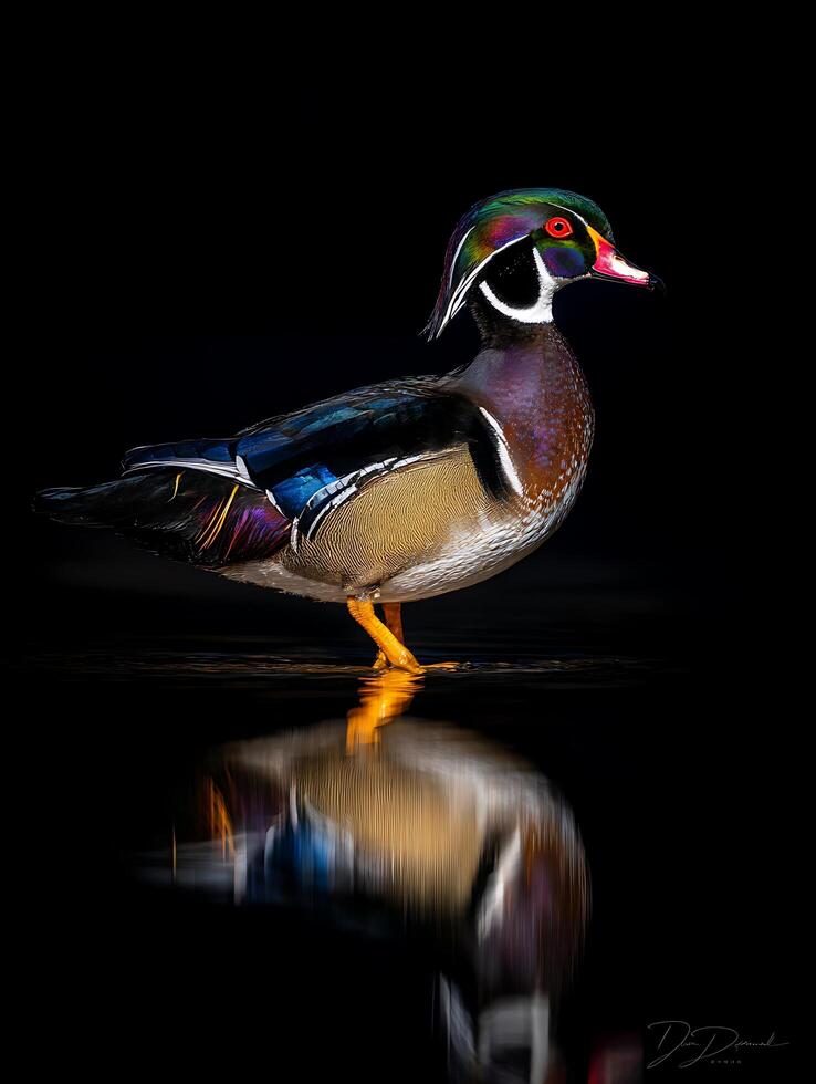 A Stunning Close Up of a Wood Duck Reflecting on Dark Water. photo