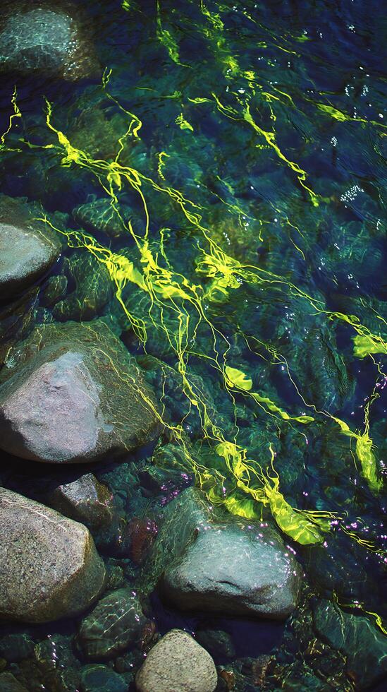 Vibrant Aquatic Plants Flowing Through Clear Stream Water Over Smooth River Rocks. photo