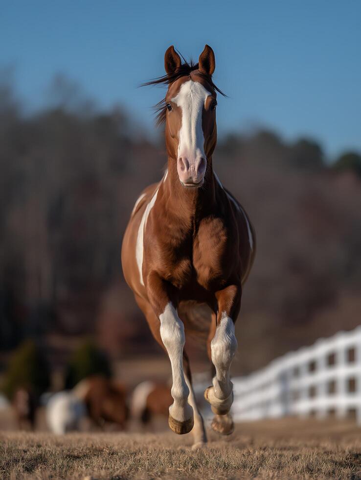 Majestic Paint Horse Galloping Towards the Camera in a Rural Setting. photo