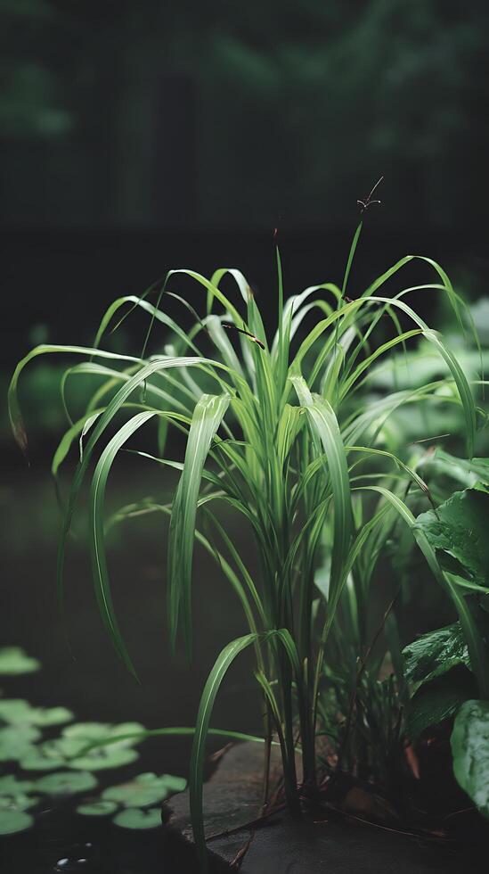 Lush Green Pondside Plants A Close Up of Vibrant Foliage. photo