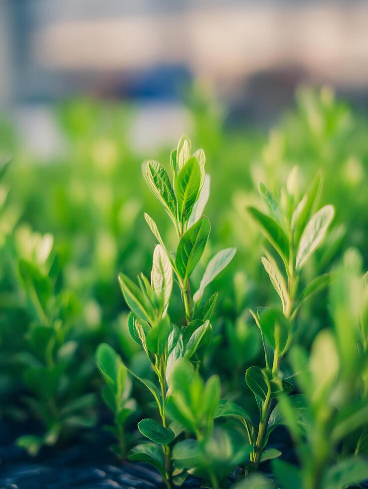 Lush Green Springtime Plant Growth, Close Up View of Vibrant Foliage. photo