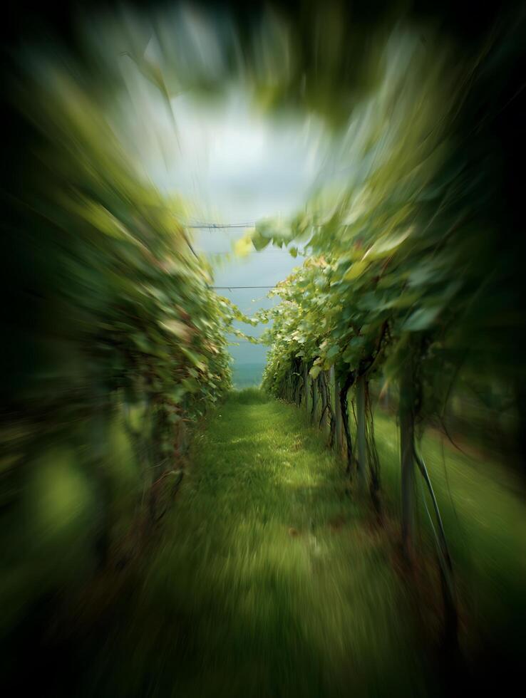 A Journey Through a Vineyard Abstract Image of Vines and Green Fields. photo