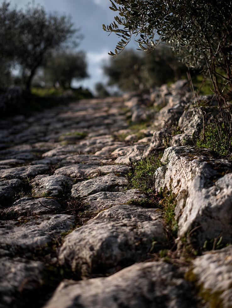Ancient Stone Road Winding Through Olive Groves. A close up view of a historic pathway. photo