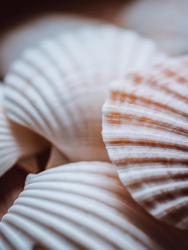 Close Up of Seashells, Textured and Detailed Shell Surface. photo