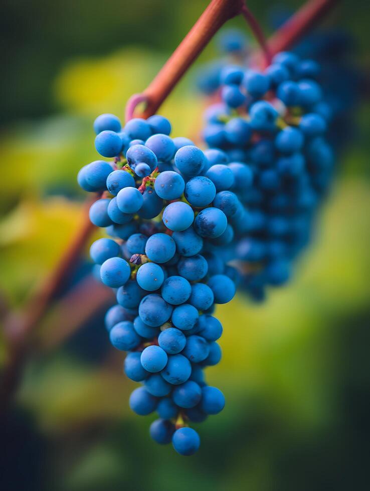 Close up of a Bunch of Ripe Blue Grapes Hanging on the Vine. photo