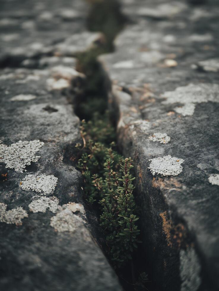 Resilient Life Close Up of Plant Growing in Rock Crevice. photo