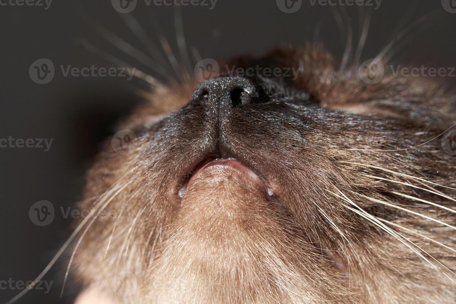 Close-up of siamese cat's whiskers and nose capturing feline details. photo