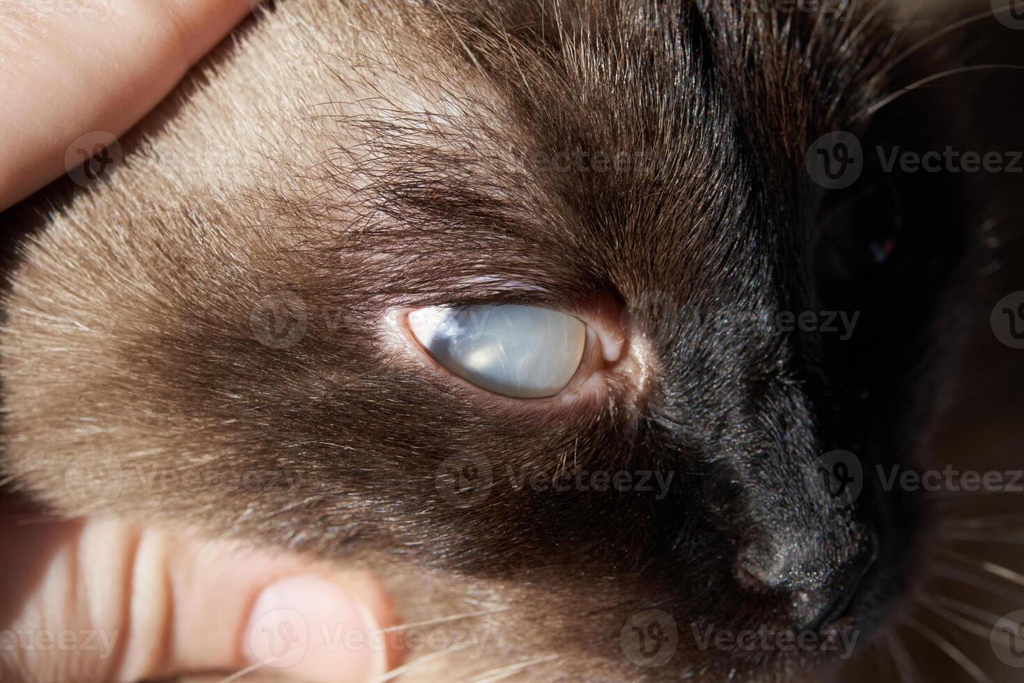 Close-up of siamese cat with eye condition showing cloudy cornea and detailed fur texture. photo