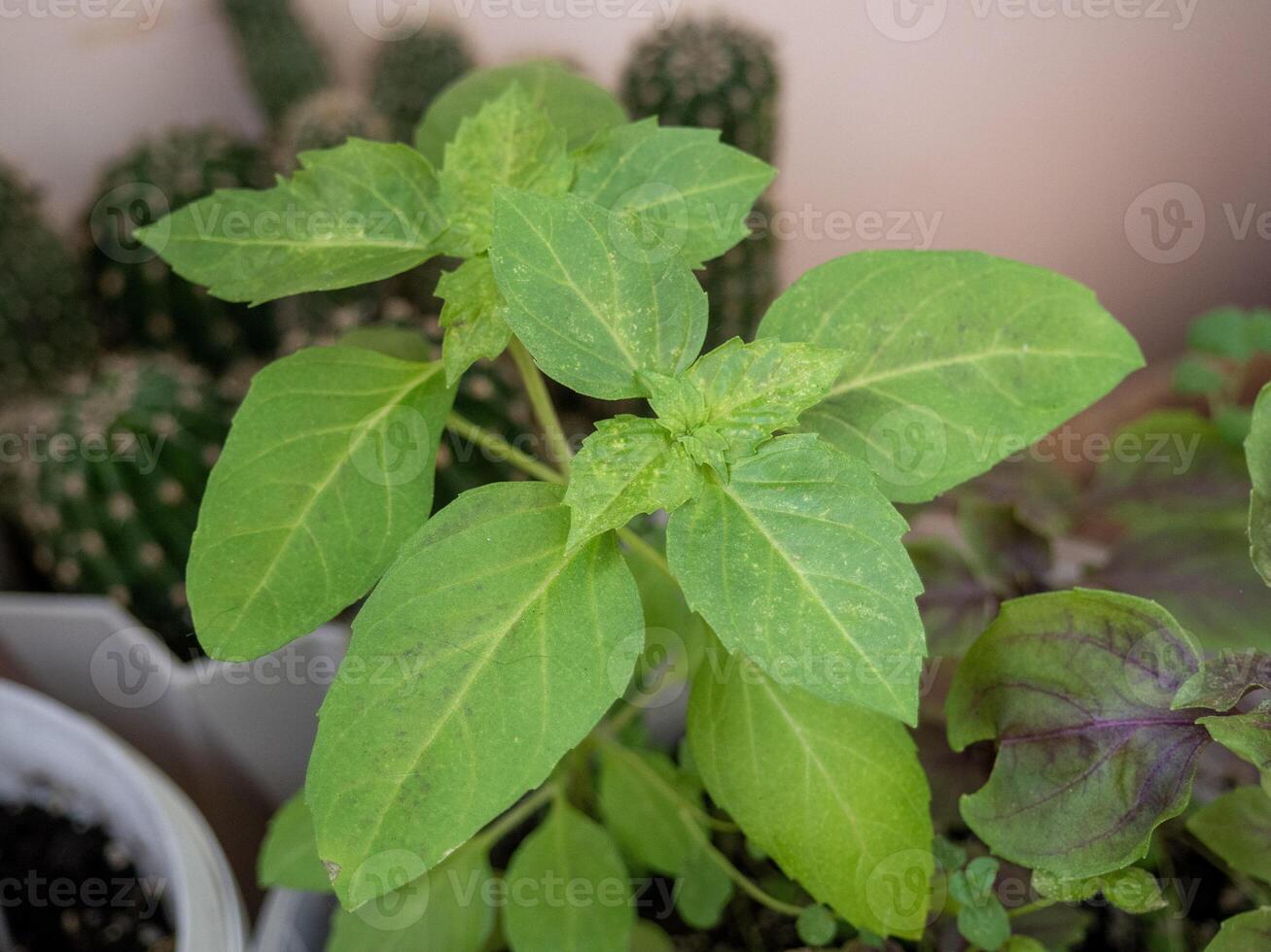 Close-up of vibrant green basil leaves growing in a pot. The plant has broad, smooth leaves with a rich green color, thriving in a home garden setting. photo