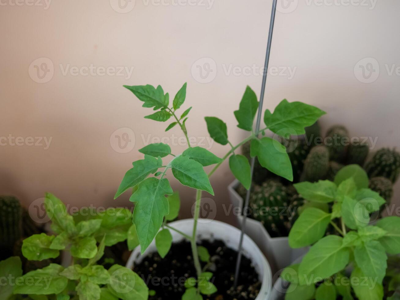A young tomato plant with green leaves growing in a white pot. Surrounding plants include basil and cacti. The background is a light-colored wall. photo