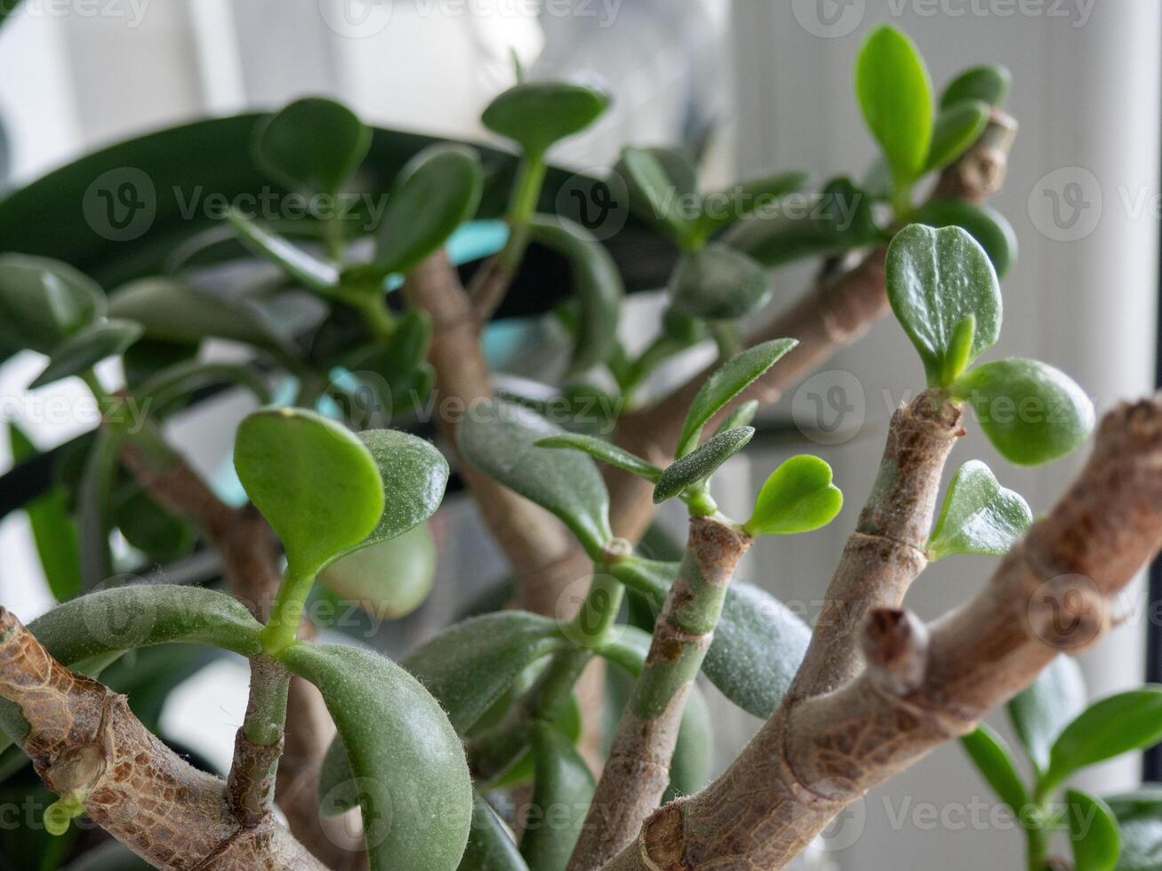 Close-up of a jade plant with thick green leaves and woody stems. The plant is thriving indoors, showcasing its vibrant foliage and unique structure. photo
