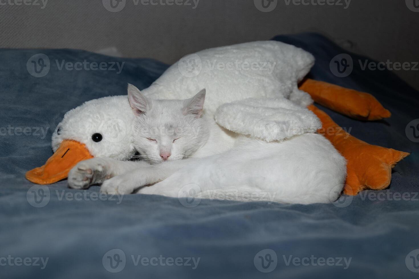 An Adorable White Cat Snuggling Closely with its Soft Duck Plush Toy for Comfort and Joy photo