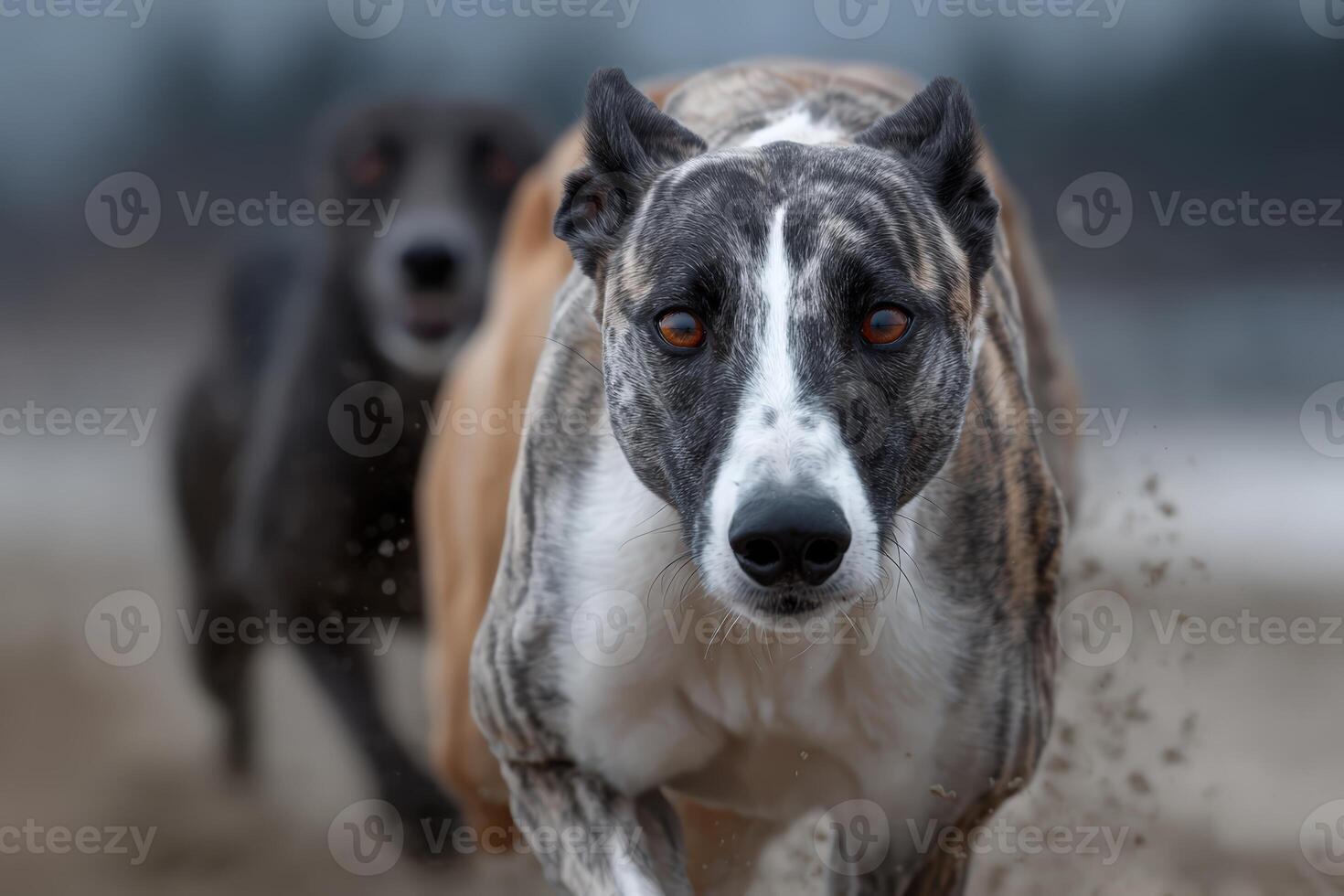 Greyhound dogs racing towards the finish line photo