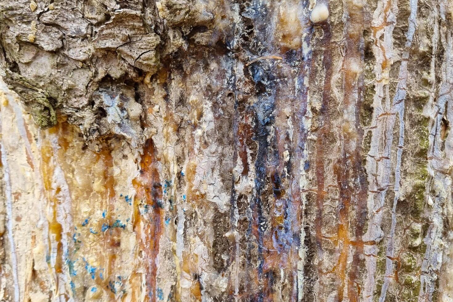 Textured Tree Bark with Colorful Resin Patterns for Nature Artwork photo