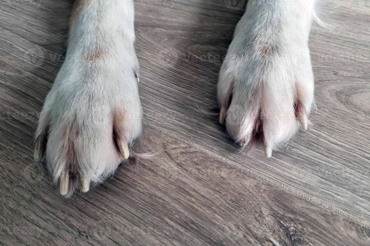 Close-Up of Dog Paws on Hardwood Floor - Pet Care and Lifestyle Stock Photo