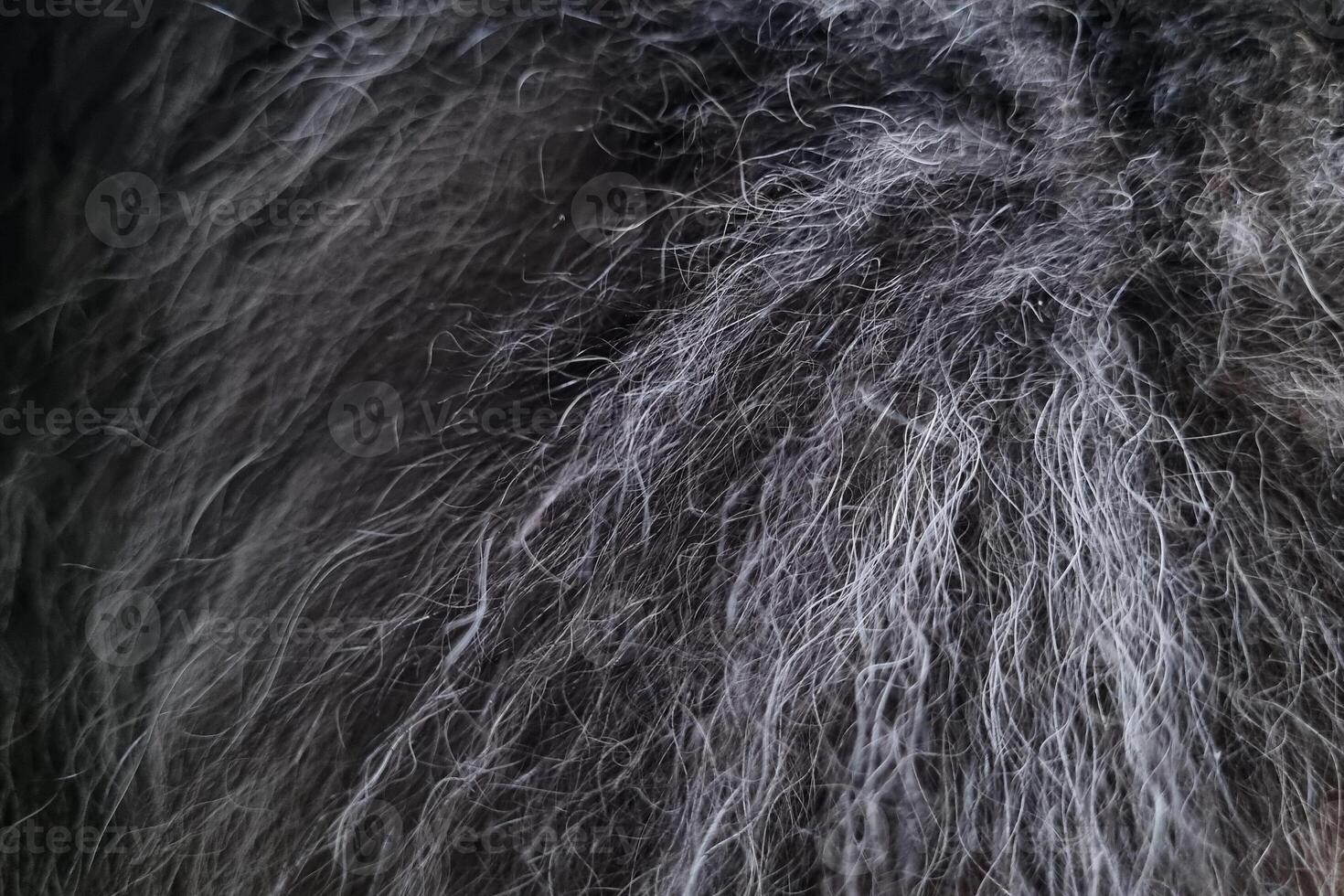 Close-Up Texture of Dark Grey Furry Surface for Design and Background Use photo