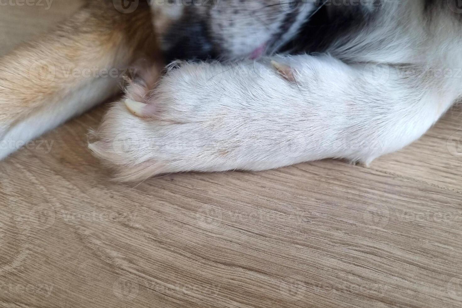 Close-Up of Pet Dog's Paw on Wooden Floor Cozy Home Companion Concept photo