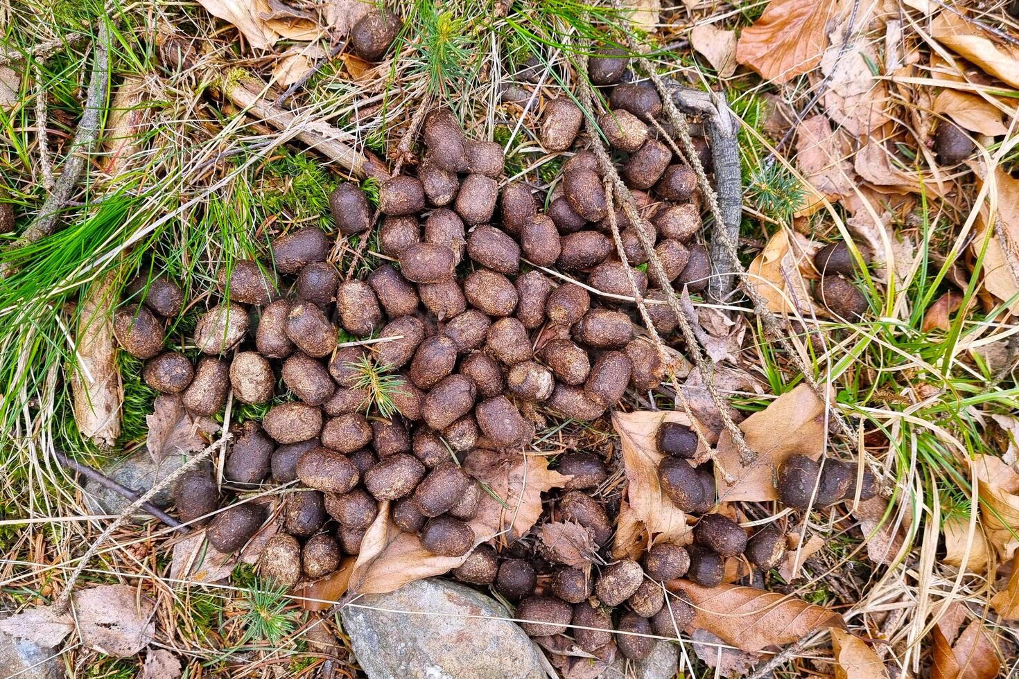 Nature Scene Animal Droppings in Forest Environment for Wildlife Study photo