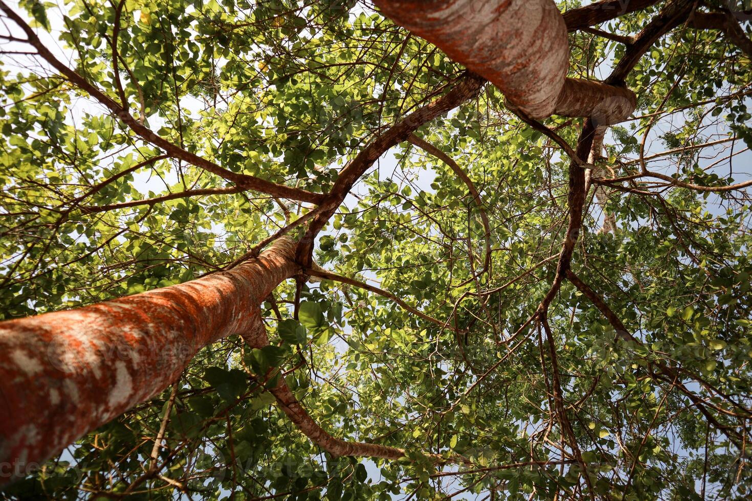 photo of tree from below