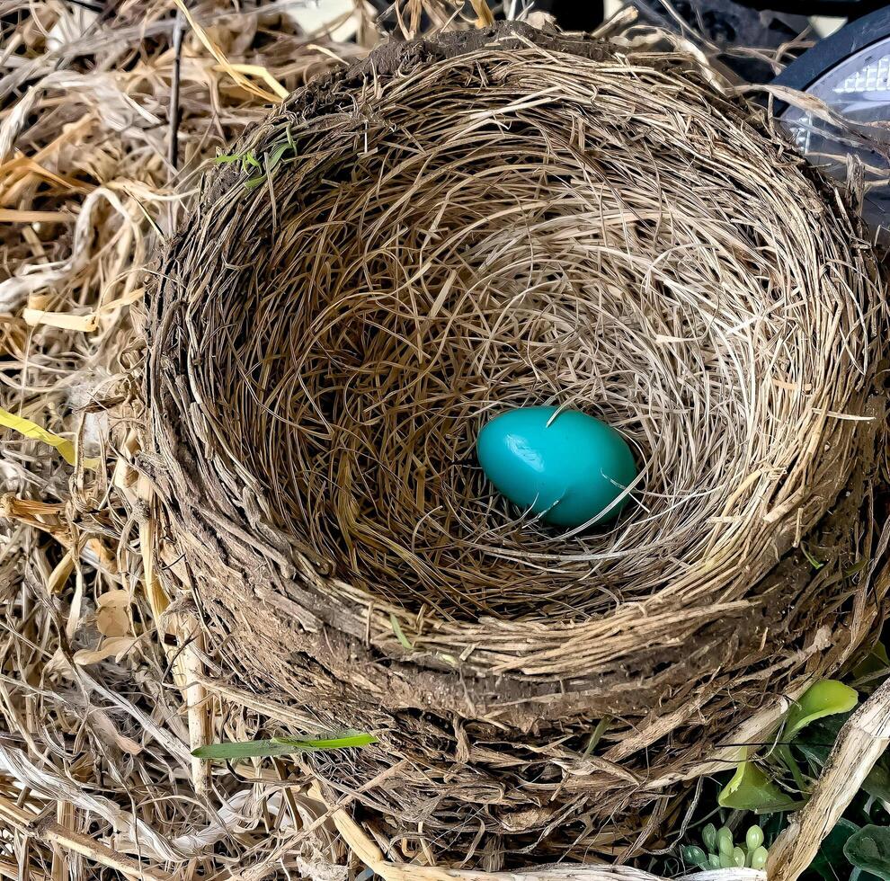 One blue egg in nest photo