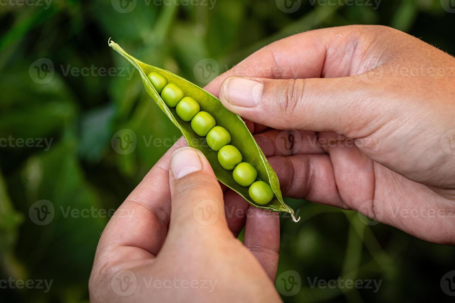 Hand holding open pea pod photo
