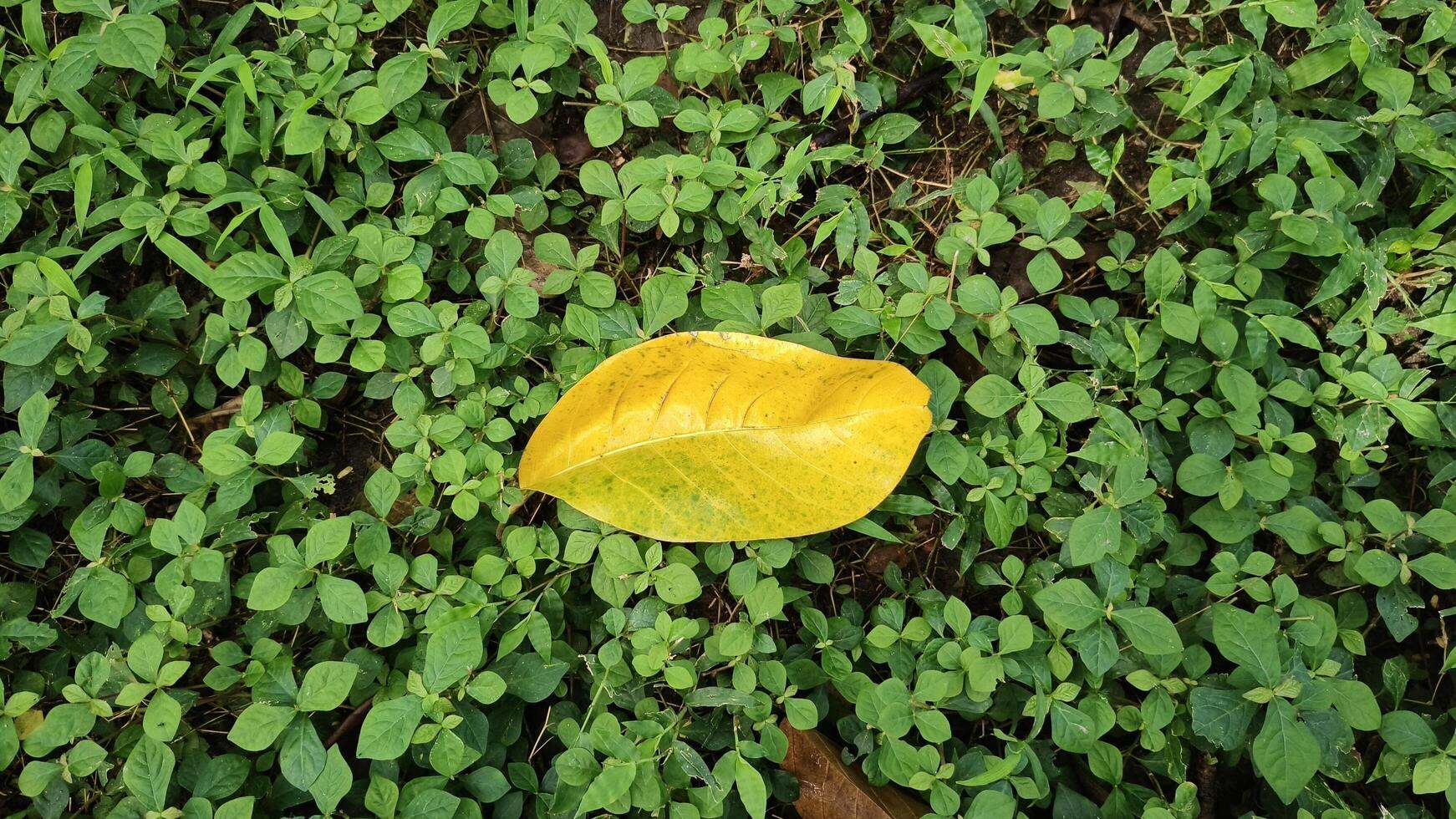 Close up of a yellow leaf surrounded by green leaves photo