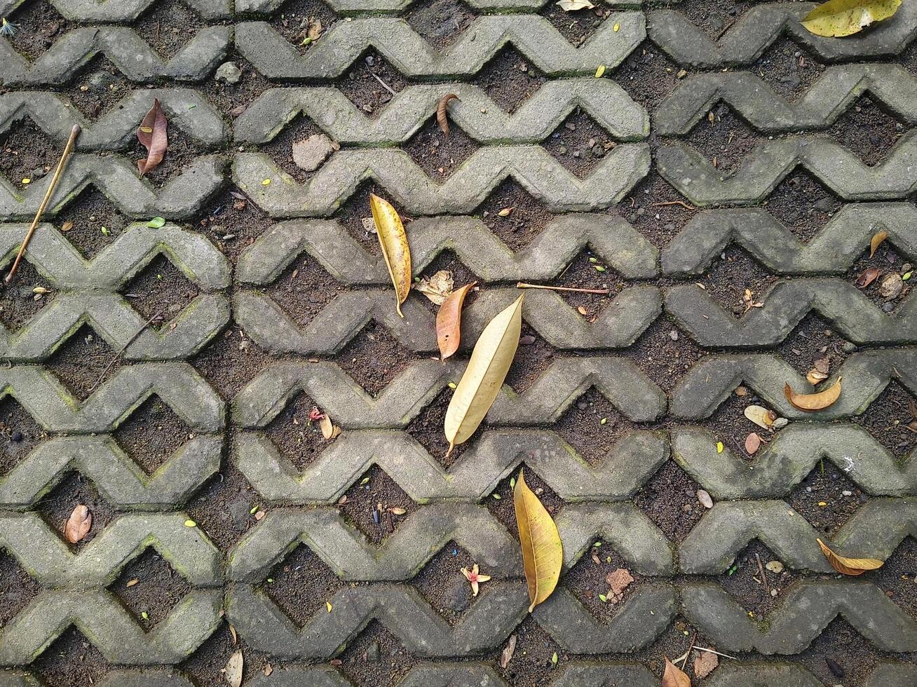fallen leaves on the paving blocks photo