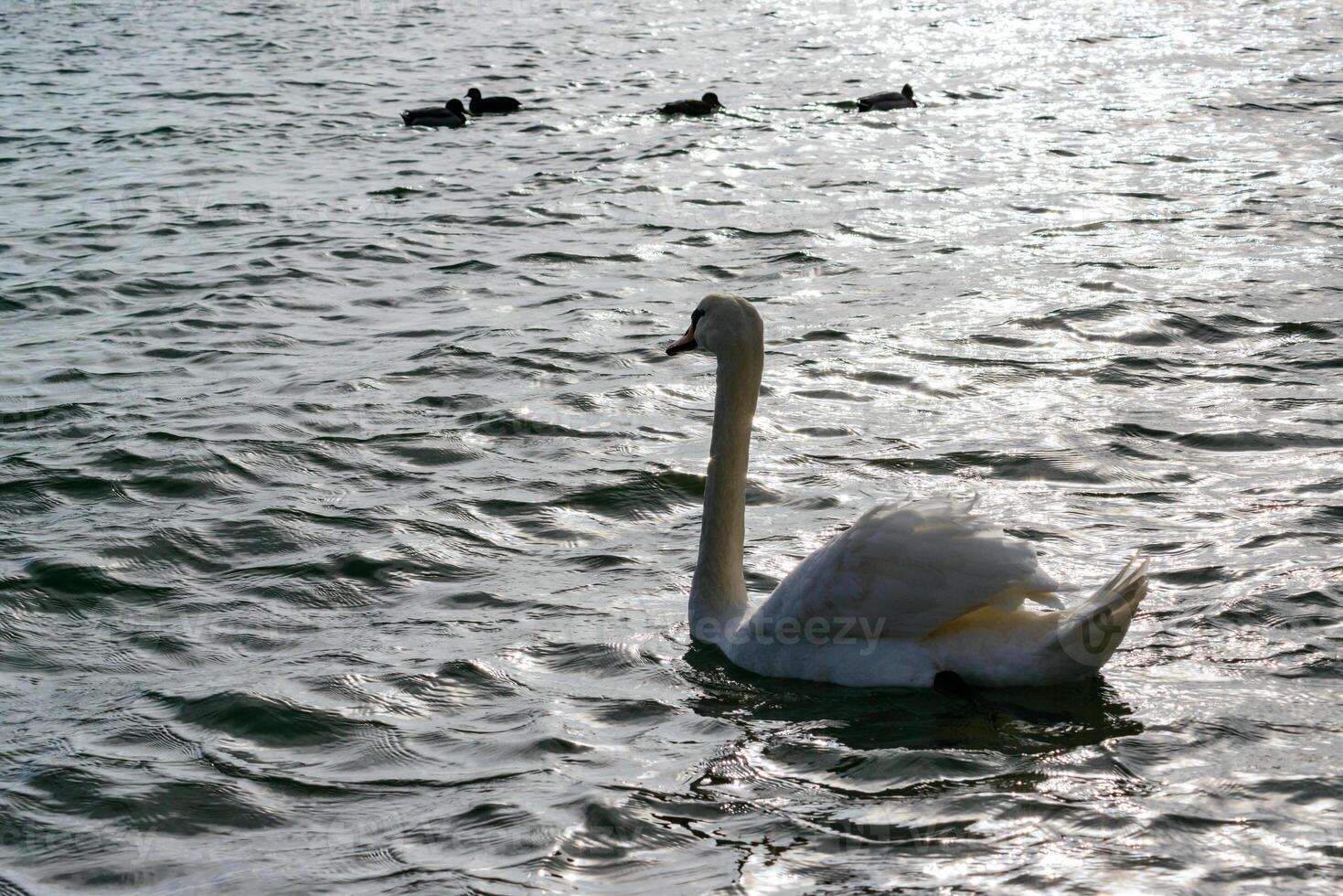 Swan with gray plumage swims in a salt estuary in winter, Mute swan -Cygnus olor. Ukraine. photo
