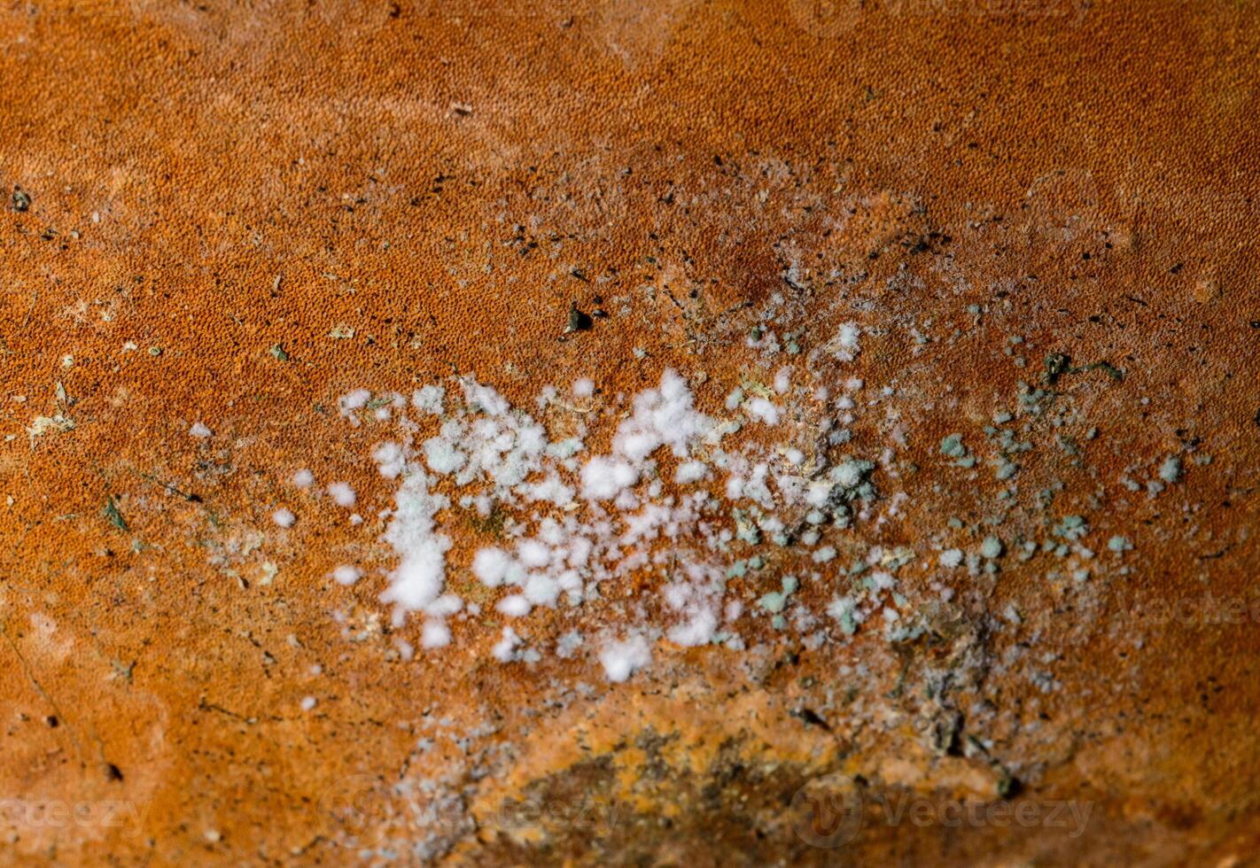 White mold fungi on the Hymenophore of the tinder fungus, in which spores are formed, on the trunk of an old tree in the garden photo