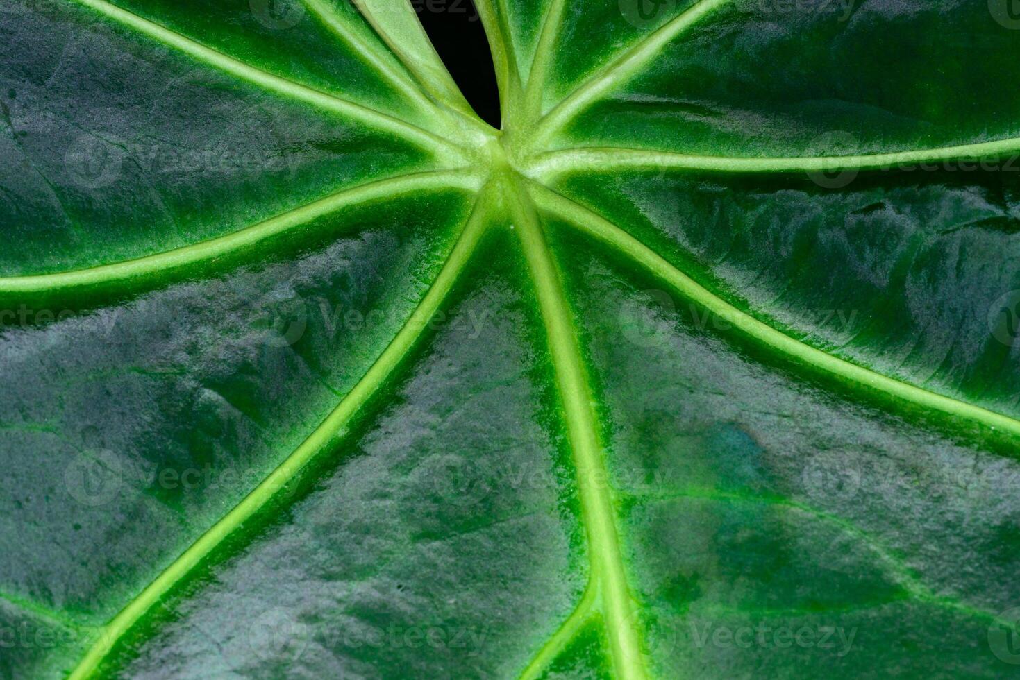 Tropical leaf structure with beautiful venation, natural leaf background.. photo