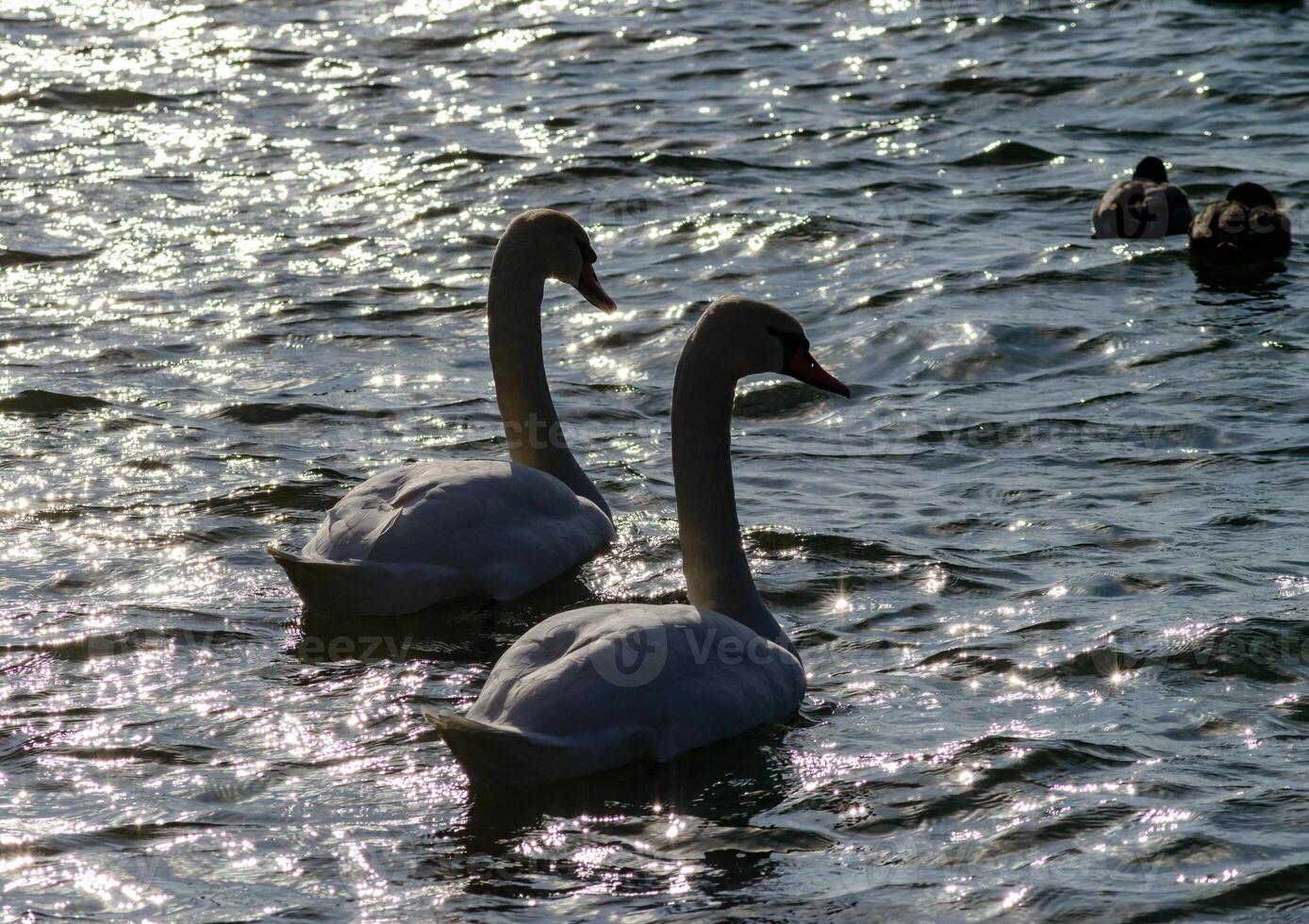 Mute swan -Cygnus olor, swans swimming in backlight in a salt estuary near Odessa. Ukraine. photo