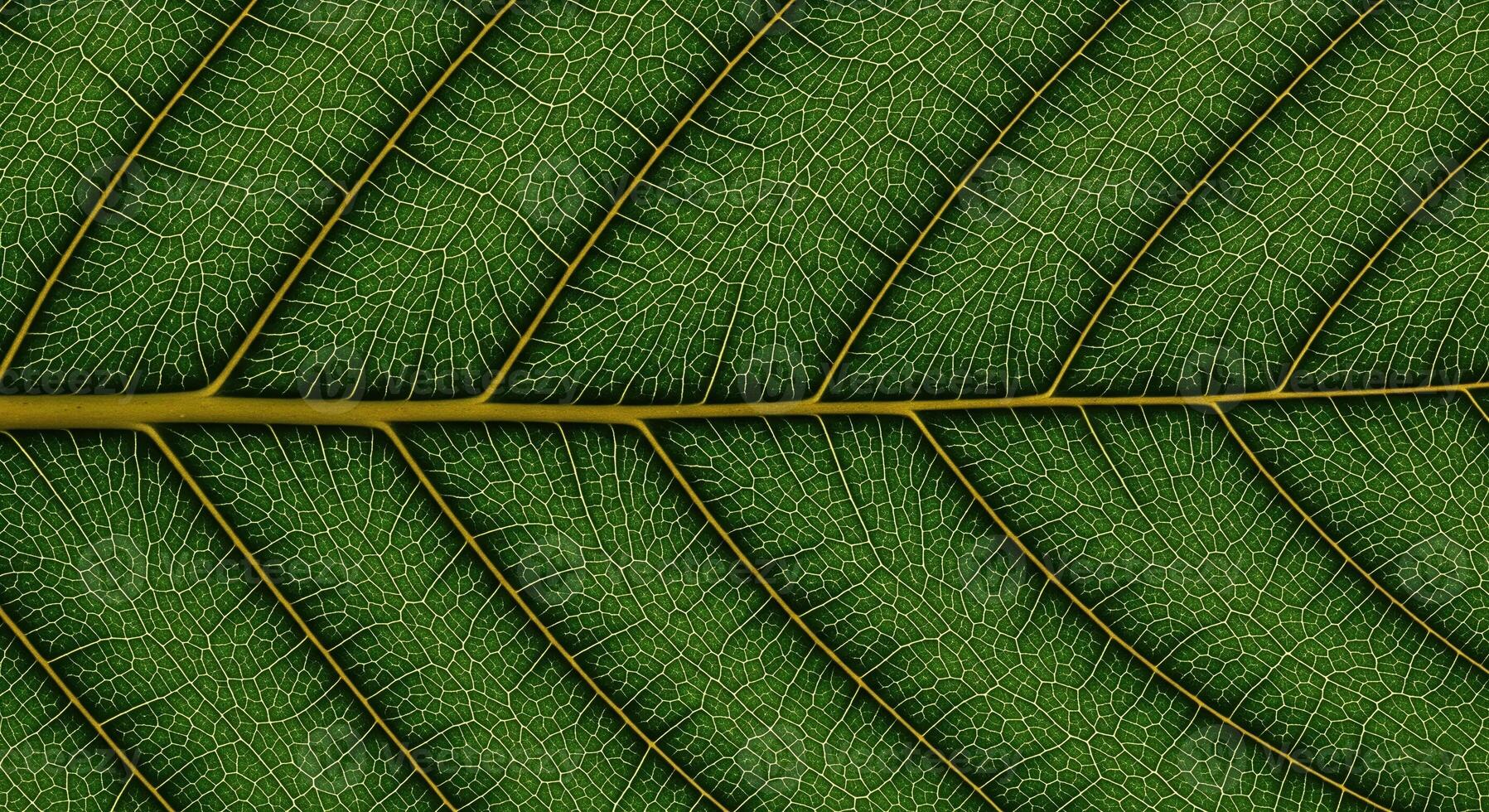 A close up of a green leaf photo