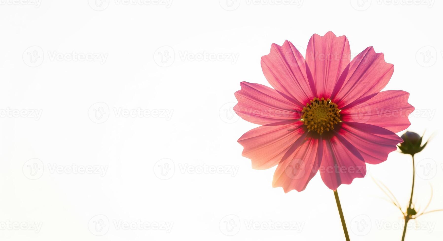 A pink flower is shown against a white background photo