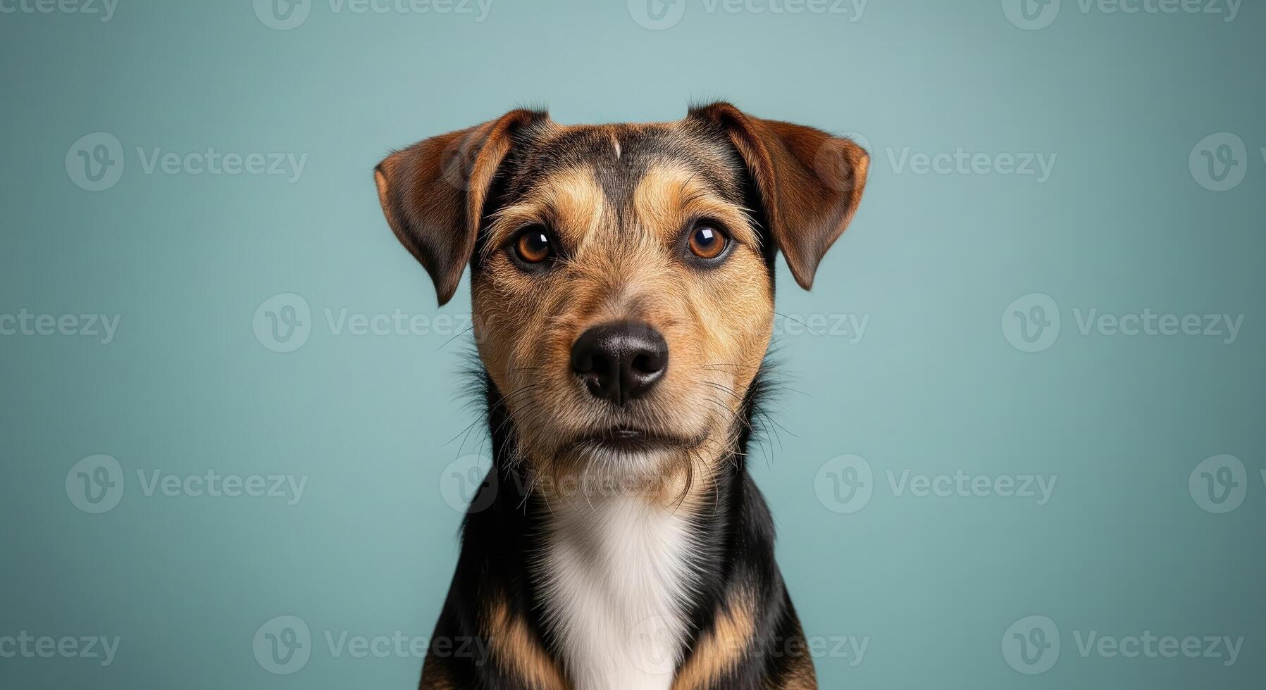A dog is looking at the camera on a blue background photo