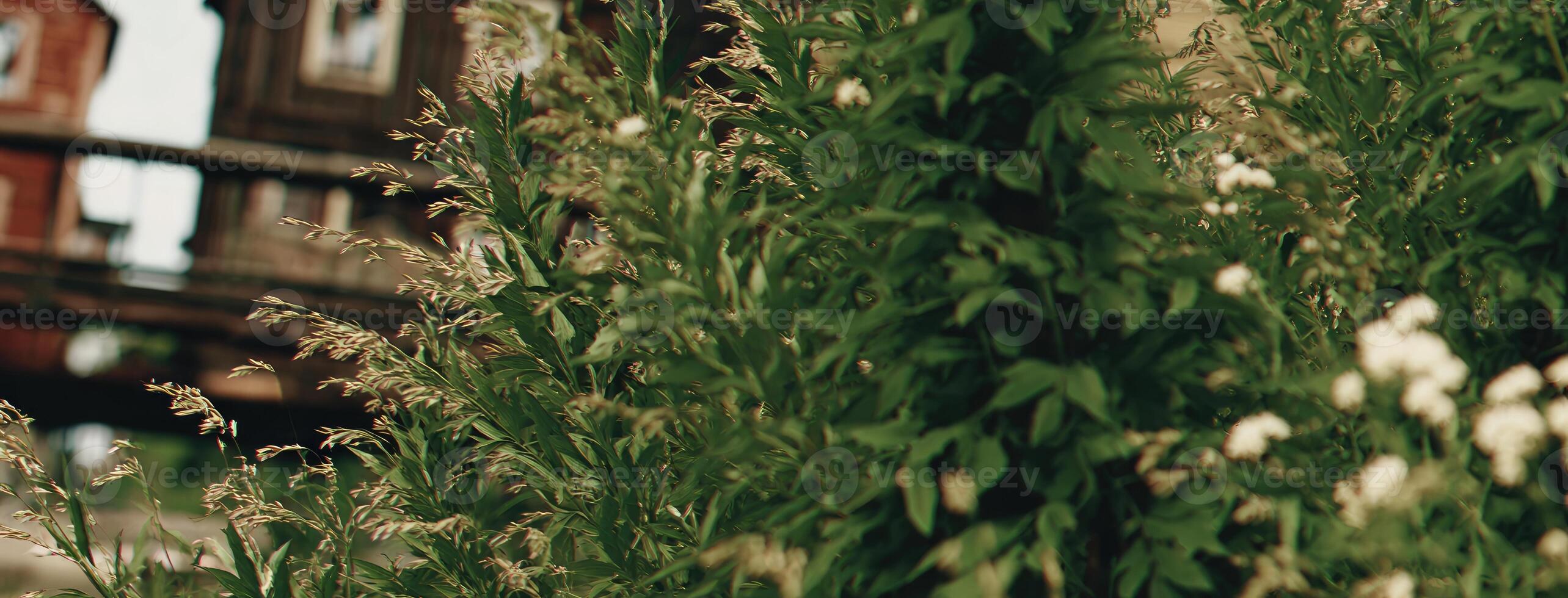 A train is passing by a field of tall grass photo