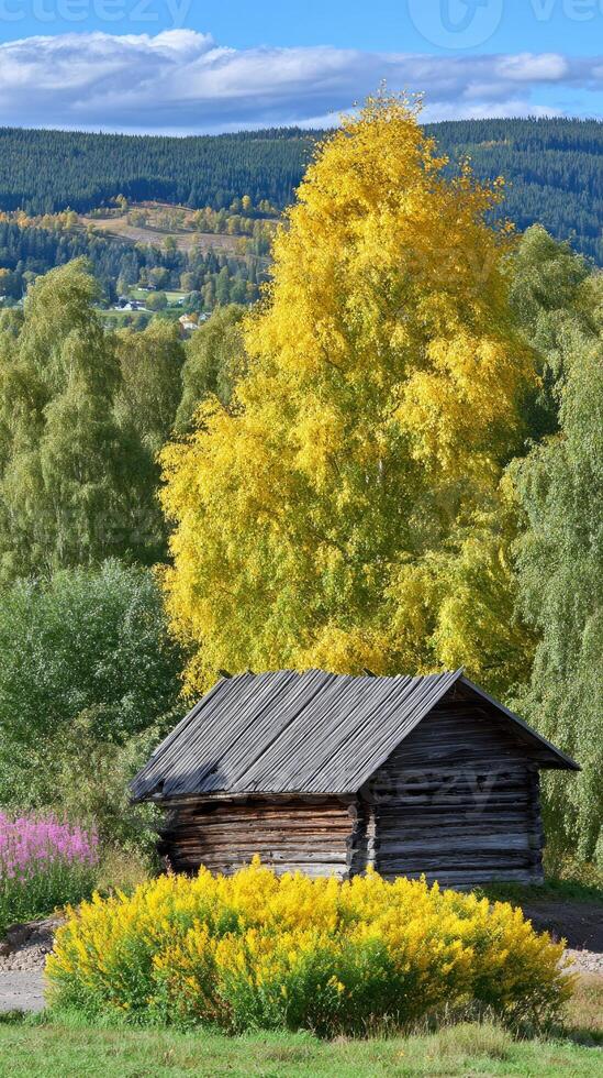 A tree with yellow leaves photo