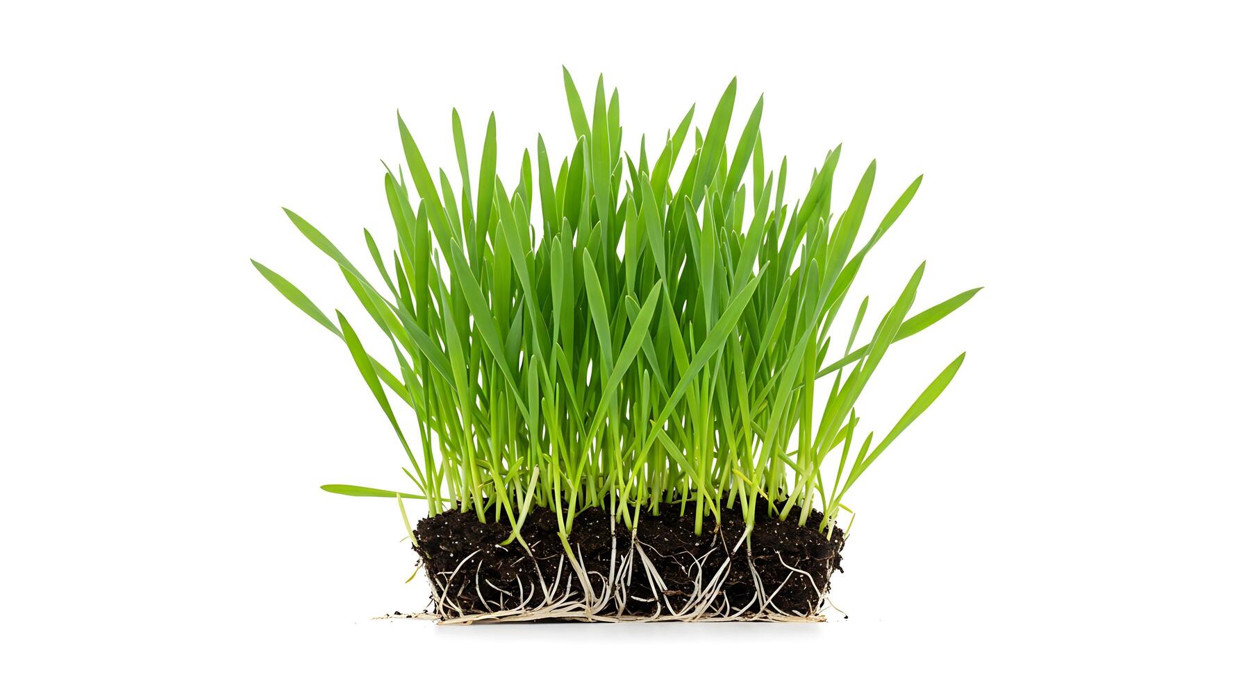 A close up of a plant with grass growing photo