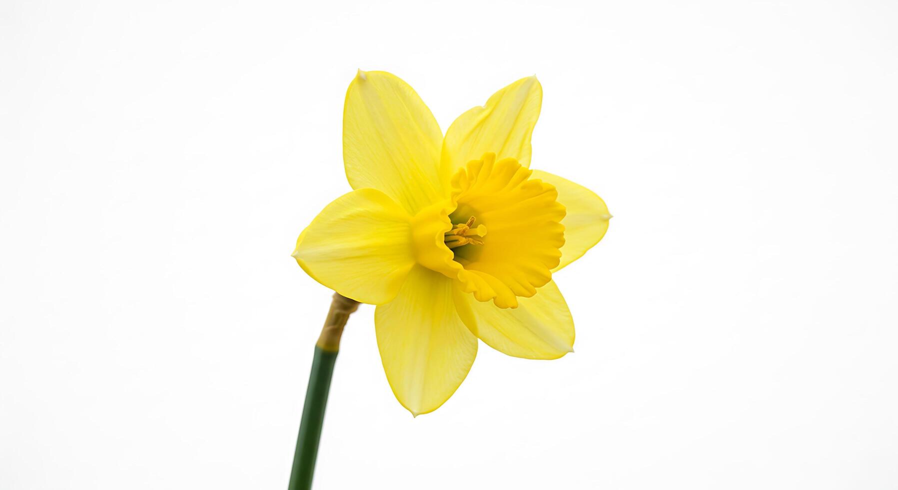 A single yellow daffodil flower on a white background photo